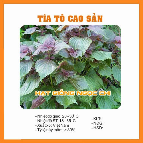 Hạt Giống Tía Tô Cao Sản - 2Gr