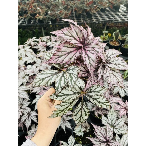 Chậu cứng Begonia Benitochiba