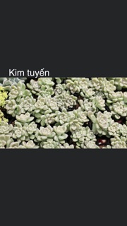 Sen đá nhỏ 3-5cm