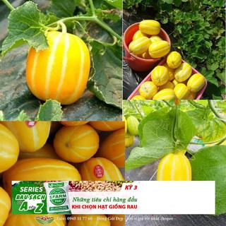 Hạt giống cây Dưa lê vàng Hàn Quốc (10 hạt)
