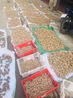 Củ tam thất Bắc 500g loại 70 củ