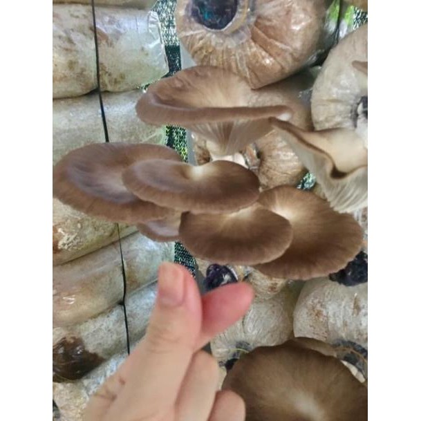 Nấm Bào Ngư Sấy Khô Nhà Trồng BaoNhu_Cosmetics | BigBuy360 - bigbuy360.vn