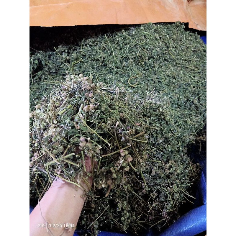 cây cứt lợn ( cỏ hôi loại khô)