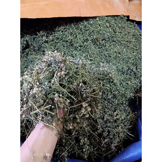 Cây cứt lợn