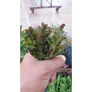 cây thủy sinh diệp tài hồng lá cam