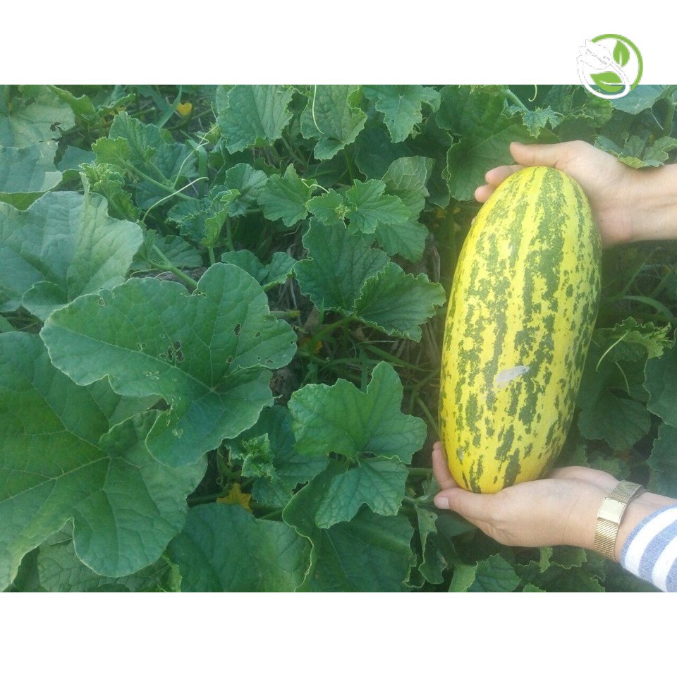 Hạt Giống Dưa Gang Sweet PN-555 Phú Nông - Gói 1g