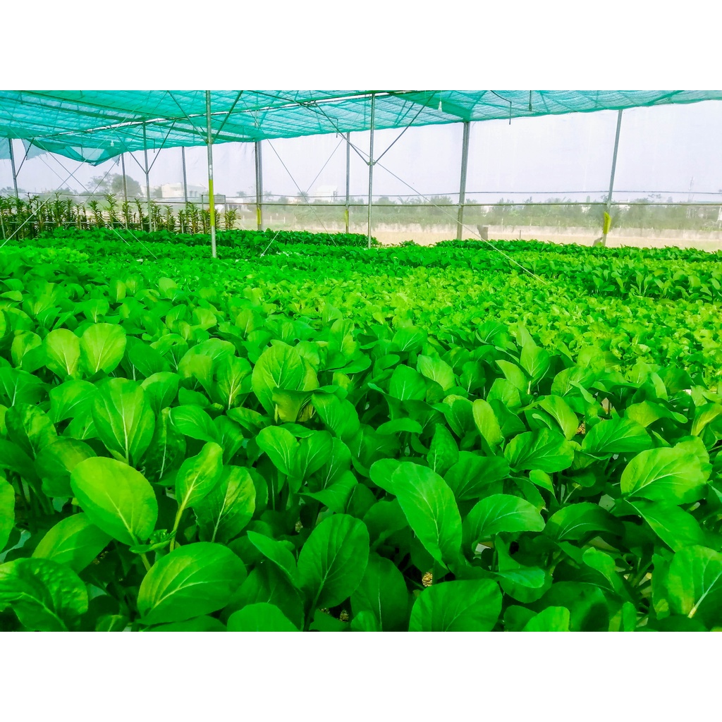 Dung dịch thủy canh Grow Master ăn lá cặp 2 lít pha loãng 350 lít nước