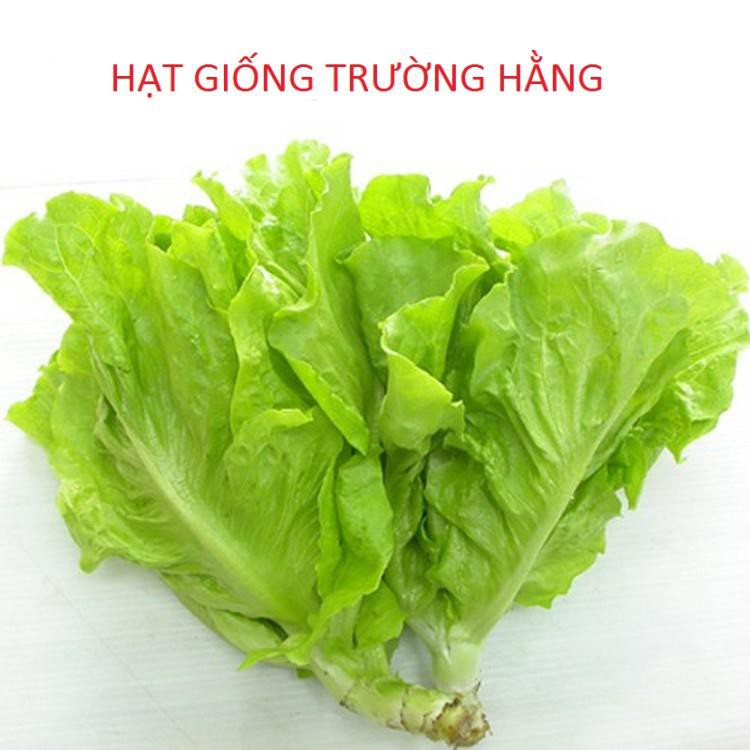 Giống Rau Xà lách mỡ