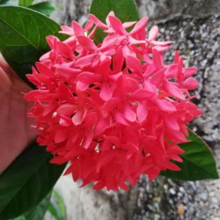 Cây mẫu đơn thái