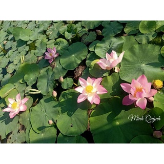 Củ sen Pink Cherry
