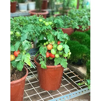 Hạt Giống Cà Chua Lùn Đỏ Siêu Quả F1  -  - Dễ Trồng, Dinh Dưỡng Cao