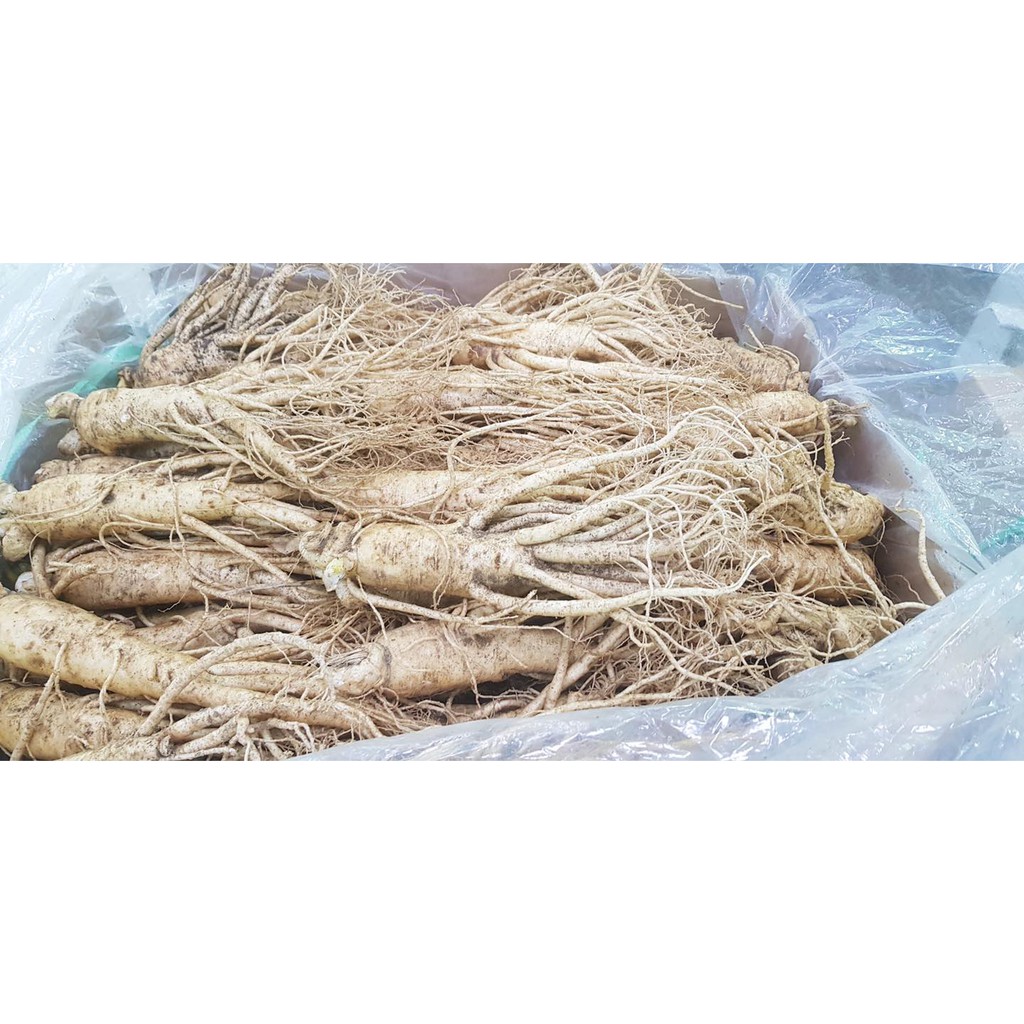 Nhân sâm tươi 1kg sâm 10 Củ Hàn Quốc | BigBuy360 - bigbuy360.vn