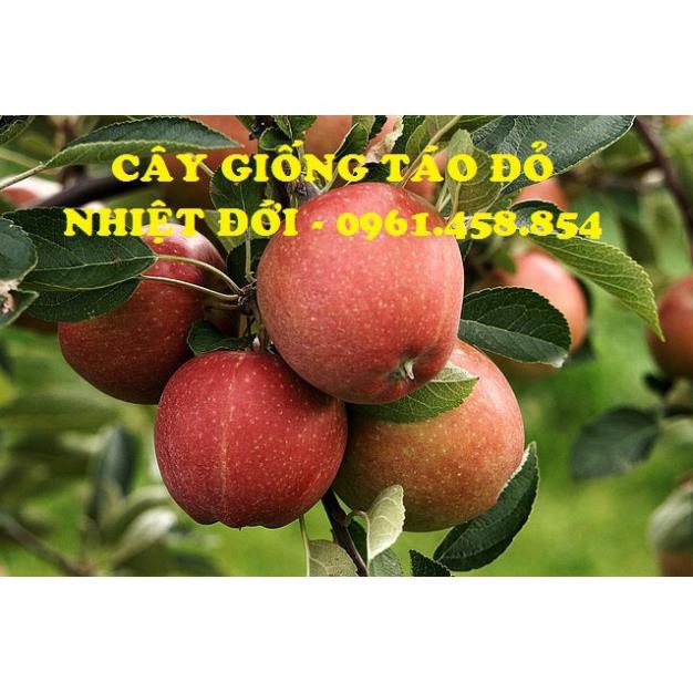 COMBO 1 CÂY GIỐNG TÁO ĐỎ & 1 CÂY GIỐNG CHERRY NHIỆT ĐỚI 129K