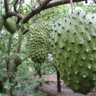 Cây mãng cầu xiêm