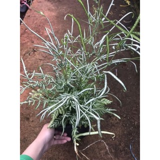 chậu lữ phụng tiên