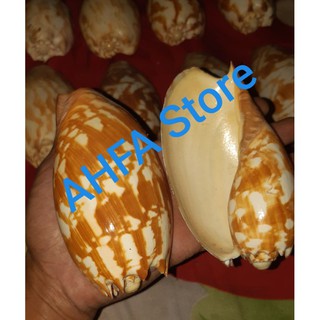 Vỏ batik bnip cho bộ sưu tập