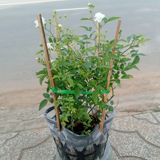 Hồng BẠCH TRÀ