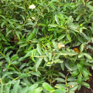 Cây ổi sẻ(ổi nhật) cây đẹp.