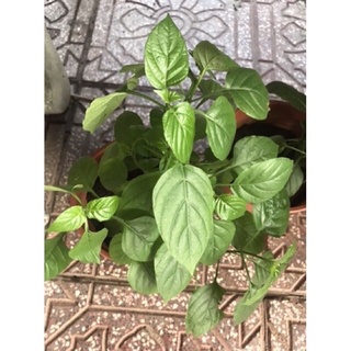 cây rau bồ ngót nhật