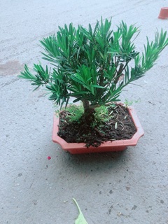 Chậu Tùng Vạn Niên 22cm
