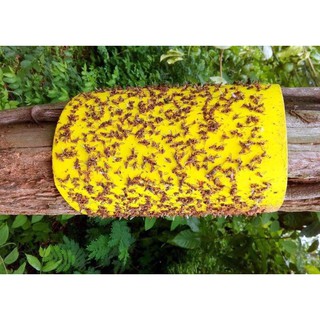 Miếng bẫy dính ruồi vàng 2 mặt ( 20x25cm )