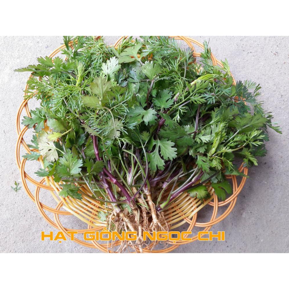 Hạt Giống Rau Mùi Cồn Tía lá nhuyễn cao sản (Rau Thơm, Gia Vị)