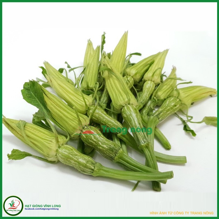 Hạt giống Bí siêu nụ F1 - ICHIBA TN 10 - 20 hạt