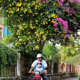 Cây huỳnh liên