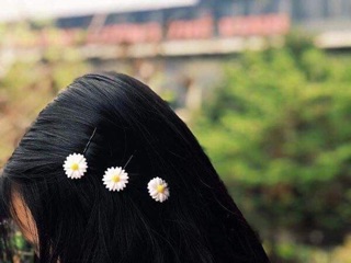 Sét kẹp tóc cúc hoạ mi