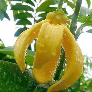 Cây Hoa Móng Rồng