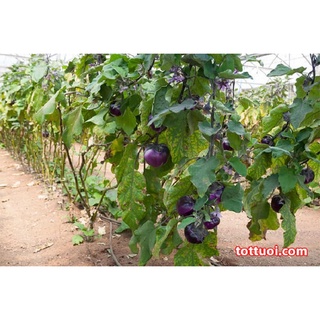 Hạt Giống Cà Tím Quả Tròn - Gói 2Gr