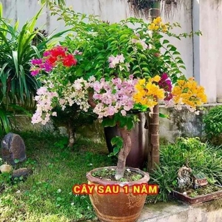 hoa  giấy  5mau