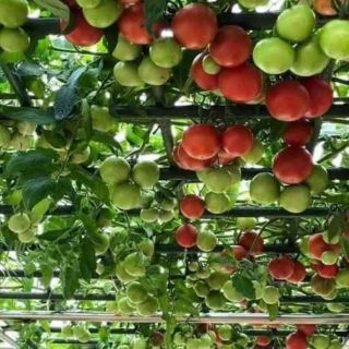 Hạt giống cà chua bạch tuộc F1