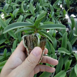 Đai châu giống đủ màu