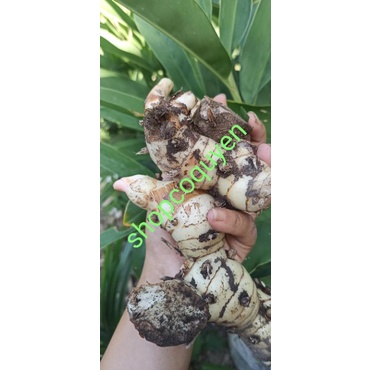 Củ riềng tươi 500g