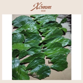 Lá xương rồng tai thỏ làm giống - Lá Tươi Già
