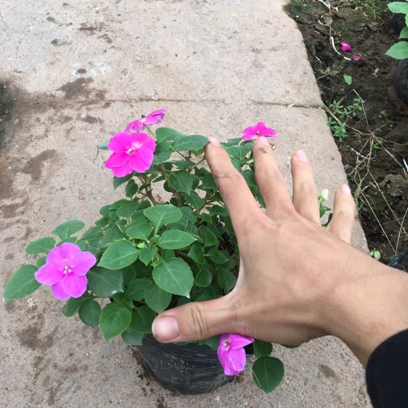 Hoa Ngọc Thảo Đơn Sẵn Nụ Và Hoa