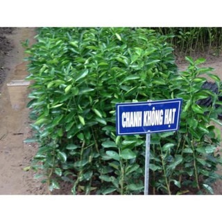 CÂY GIỐNG CHANH KHÔNG HẠT 27K