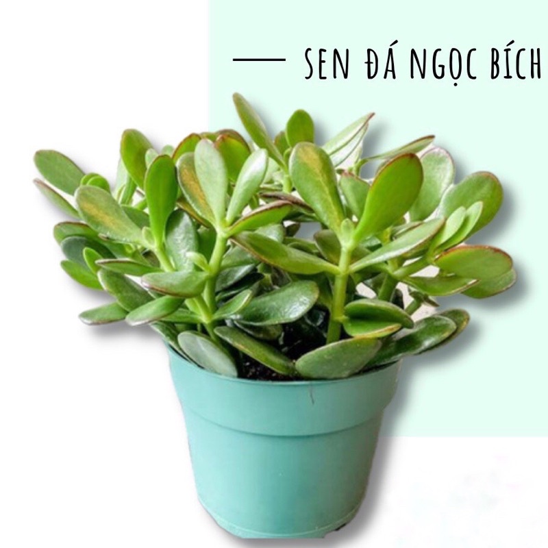 Sen đá Ngọc Bích