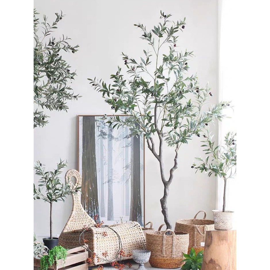Cây olive decor 1m2 - Cây olive cao cấp decor trang trí shop / phòng khách Olive Tree
