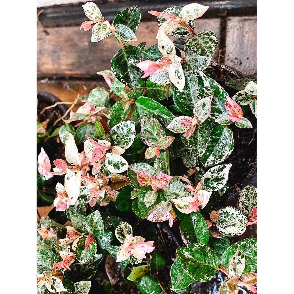 Cây Trachelospermum asiaticum Snow n Summer (Hoa Diệp Lạc Thạch)
