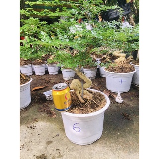 cần thăng bonsai