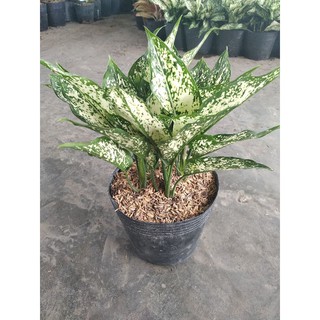 Ngọc Ngân bán sĩ