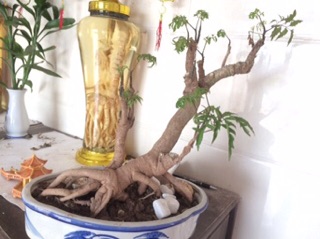 Combo 2 Cây Đinh Lăng Bonsai
