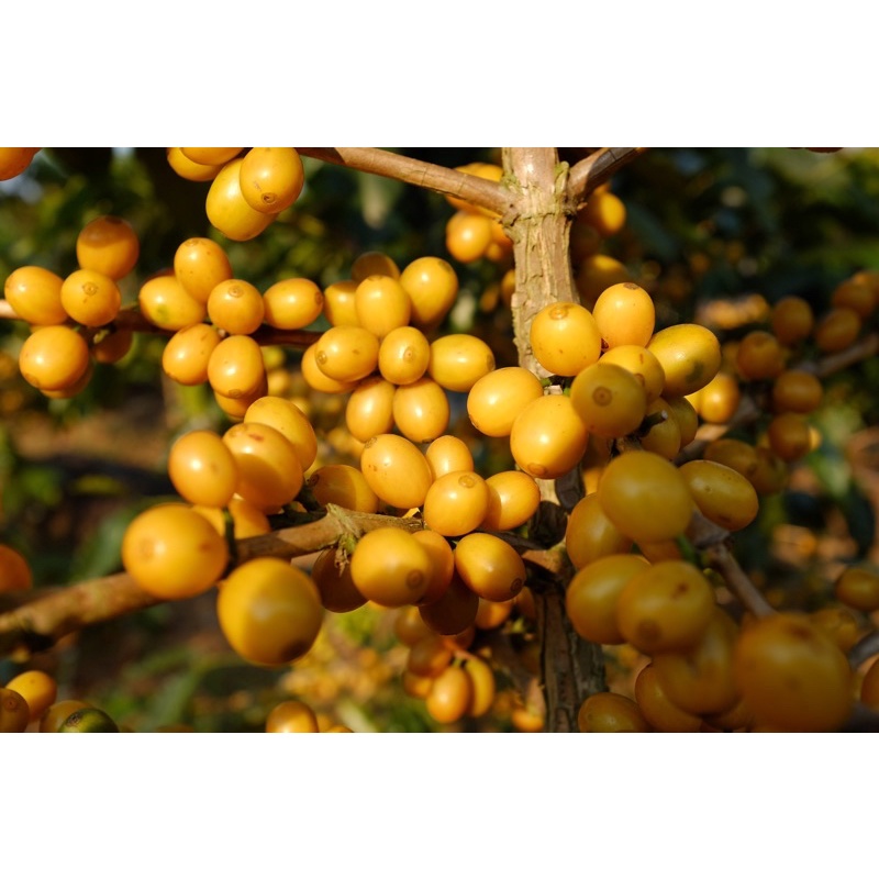 Yellow Bourbon Cầu Đất - Wee Roasting Room | BigBuy360 - bigbuy360.vn