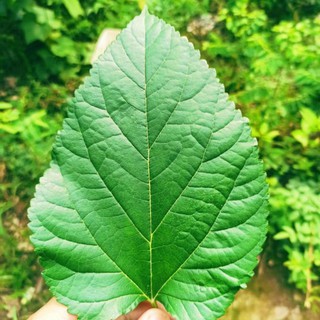 1kg lá dâu tằm tươi