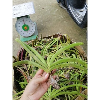 Đuôi Sóc Tím Rừng 1 cây