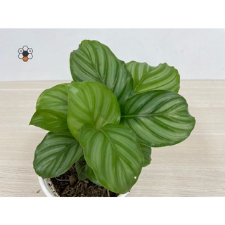 Chậu CÂY ĐUÔI CÔNG TÁO XANH