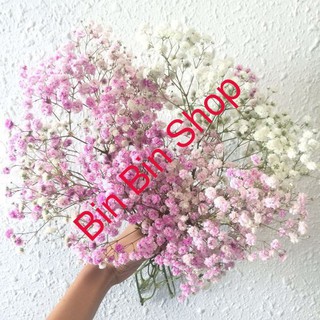 Hạt giống hoa Baby trắng + Baby hồng + Baby mix ( combo 3 gói)