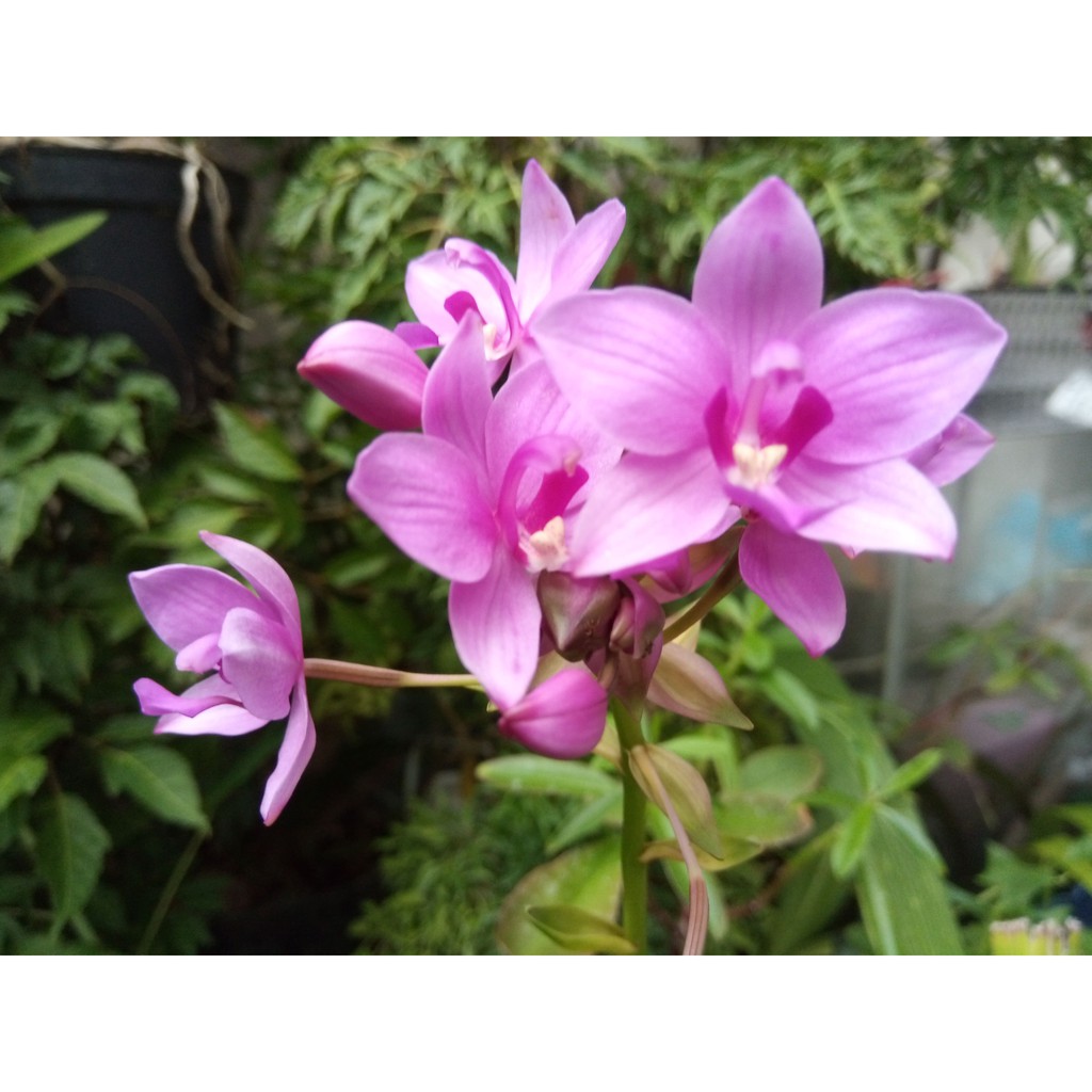 Hoa Địa Lan Chu Đình (Hoa màu tím cao từ 15cm-35cm)